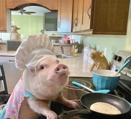 18 Ảnh meme con heo có cánh bay giữa mây sáng, dáng ngẩng đầu tự tin, gợi cảnh mơ mộng hơi quá đà