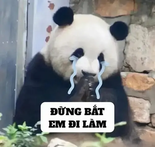 69 Ảnh Meme Gấu Trúc Khóc Lóc Tủi Thân hợp những màn than thở trong nhóm chat