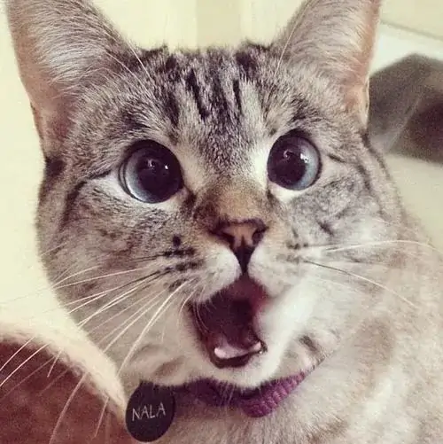 Cười xỉu với 85 Ảnh Meme Mèo Há Mồm ngạc nhiên khi gặp tình huống đầy bất ngờ