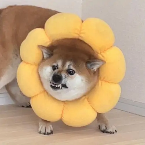 52 51