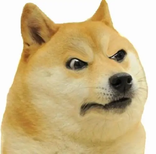50 49