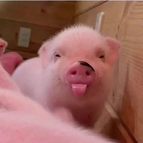 63 62