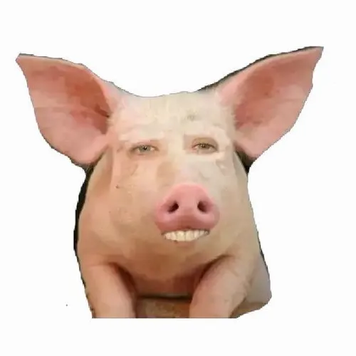 81 80