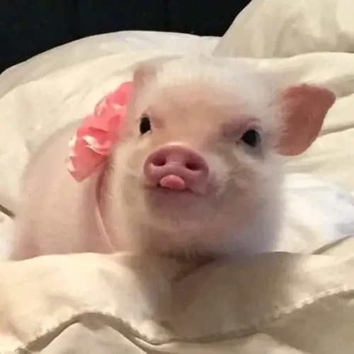 43 42