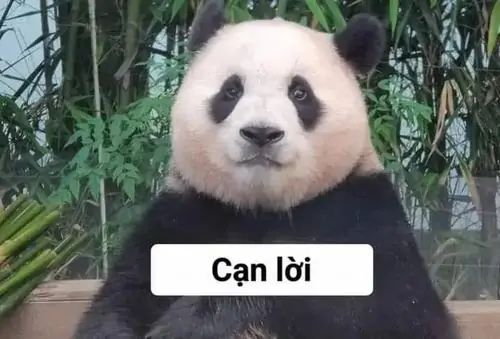 10 Gấu trúc đứng giữa bụi tre với bảng cạn lời trước ngực, đôi mắt thờ ơ như đã hết sức giải thích