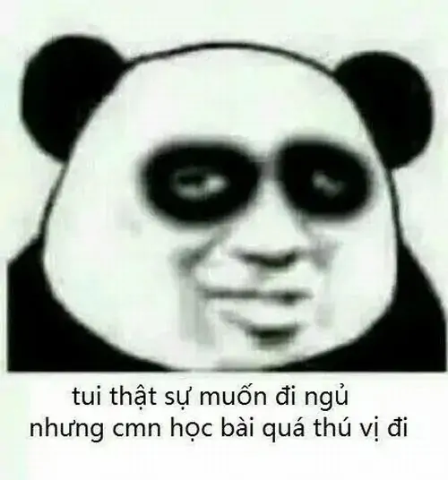 13 Chiếc mặt gấu trúc đeo vẻ khoái chí, dòng muốn ngủ nhưng học bài quá thú vị tạo kiểu mỉa mai rất đúng mùa thi
