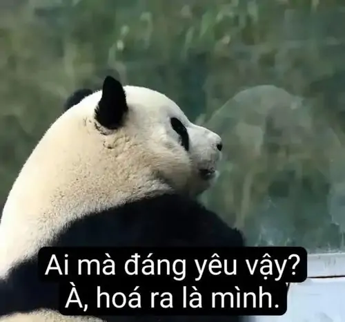 15 Gấu trúc quay nghiêng giữa khu cây xanh, caption tự khen đáng yêu khiến dáng ngồi thản nhiên bỗng thành màn tự luyến duyên