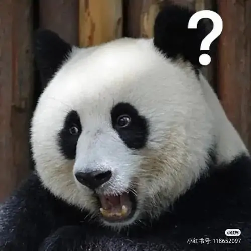 16 Ảnh troll gấu trúc ló mặt bên khung gỗ với dấu hỏi lớn, đôi mắt tròn mở to như vừa nghe chuyện khó hiểu