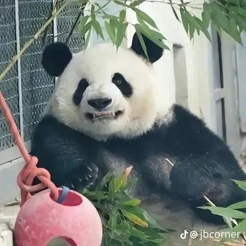 2 Giữa mảng lá xanh, gấu trúc ôm bình tưới đỏ với vẻ mặt hiền khô, như đang phụ việc nhưng hơi lười