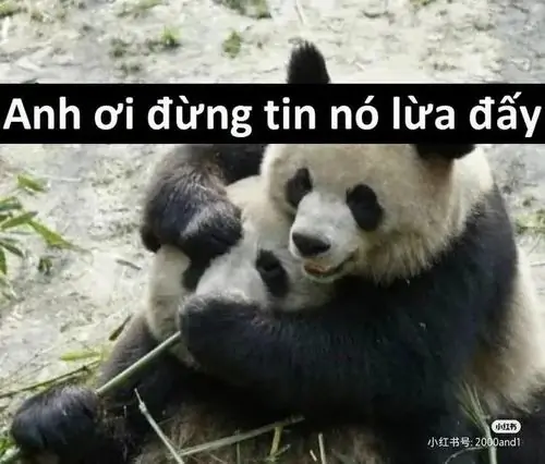 3 Hai chú gấu trúc nằm sát nhau trên nền đá, caption anh ơi đừng tin nó lừa đấy tạo cảm giác cà khịa nhẹ