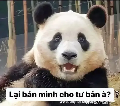 4 Ảnh chế gấu trúc sau song sắt với đôi mắt tròn, dòng lại bán mình cho tư bản à nghe vừa thương vừa hài