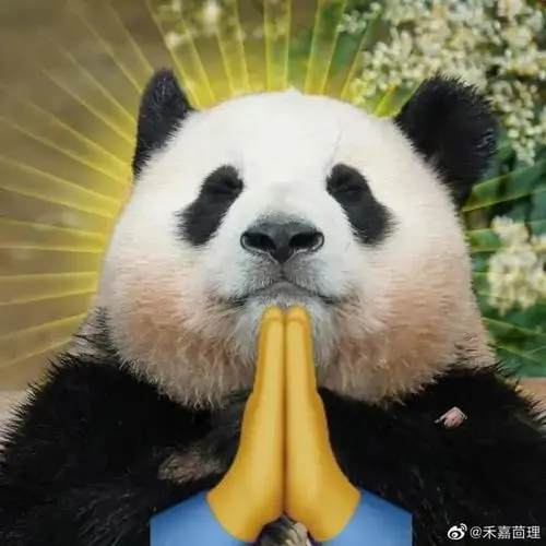 5 Đôi mắt đen nhìn thẳng, gấu trúc chắp hai tay vàng trước mặt như cầu xin, vẻ ngơ ngác làm cảnh thêm buồn cười