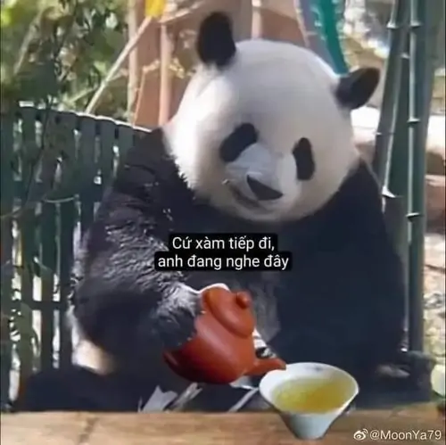 7 Trong góc chuồng tre, gấu trúc rót trà bên chén nhỏ, caption cỏ làm tiếp đi khiến dáng ngồi bỗng thành hóng chuyện