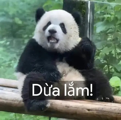 8 Meme chế gấu trúc ngồi giữa nền xanh, caption dứa lắm làm nụ cười rộng trông như vừa thắng một màn cà khịa