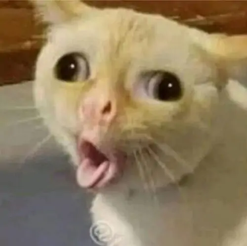 7 Con mèo lông vàng nằm nghiêng trên ghế, mắt mở lớn và lưỡi lộ ra tạo cảm giác bất ngờ rất kịch
