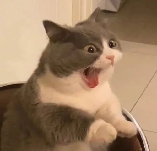 8 Meme chế mèo xám trắng mở to miệng bên sợi dây trắng, ánh mắt đứng hình như vừa thấy món nợ cũ