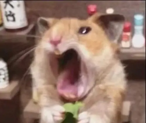 BST 199 Ảnh Meme Chuột Hài Hước Vô Tri theo kiểu chẳng hiểu gì xảy ra