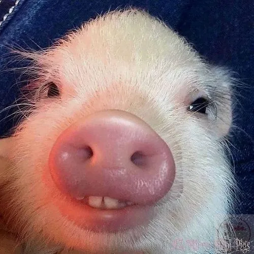 97 96
