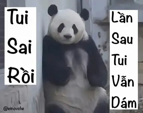 26 Tấm gấu trúc thật đứng vụng về bên chữ tui sai rồi lần sau tui vẫn dám, nhìn như xin lỗi mà chưa hề hối