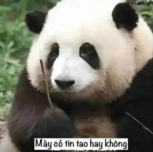 24 Meme hài gấu trúc ngồi sát thân cây, ánh mắt nghiêm, dòng mày có tin tao hay không nghe như lời thử lòng bạn bè