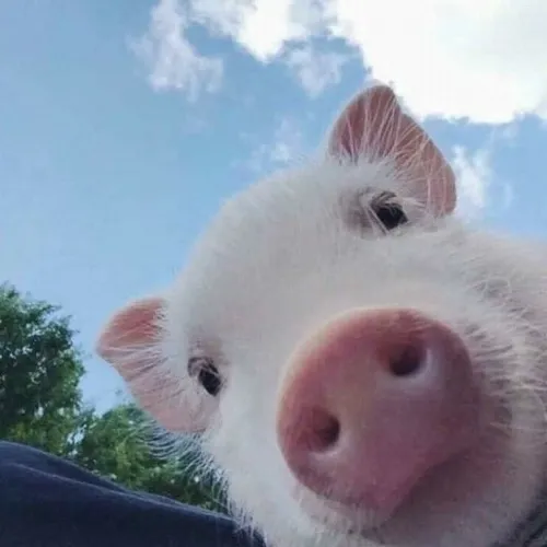 136 135