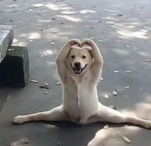 BST 335 Ảnh Meme Động Vật vô tri hài hước vừa ngố vừa đáng yêu