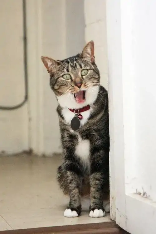 Loạt 100+ Ảnh Meme Mèo Sốc Hết Hồn với đôi mắt mở lớn và vẻ mặt đầy bất ngờ