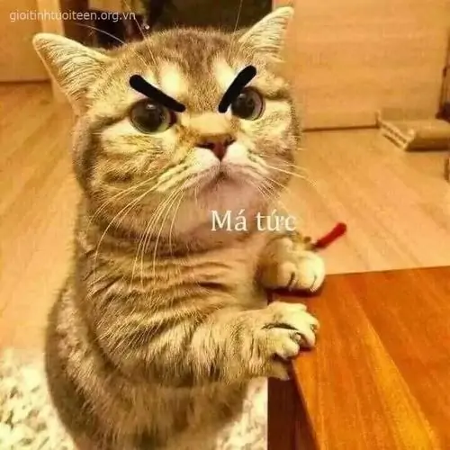 Trọn bộ 233 Ảnh Meme Mèo Tức Giận Cau Có tạo cảm giác khó ở cho người đối diện