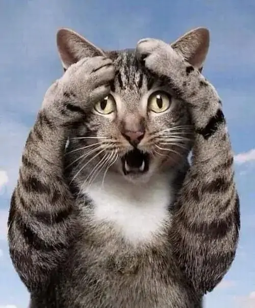 Tổng hợp 99 Ảnh Meme Mèo Ôm Đầu như vừa gặp chuyện khó đỡ đầy ngơ ngác