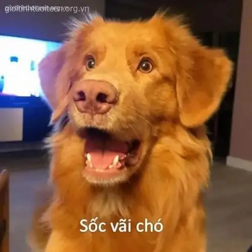 18 Trong khung trò chuyện nhóm, nhãn dán mèo tròn mắt xuất hiện đúng lúc mọi người cạn lời vì một tin quá lạ