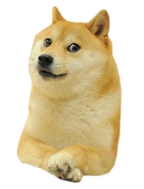 25 Góc chụp cận vào đầu chó Shiba làm nổi ánh mắt nheo, tai cụp và vẻ như vừa nghe ai hứa trả tiền