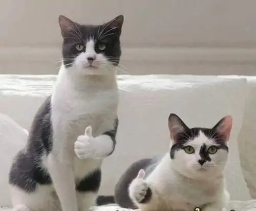 60 Ảnh Meme Mèo Like Oke Tạo Sự Vui Vẻ Khi Tán Gẫu Với Bạn Bè