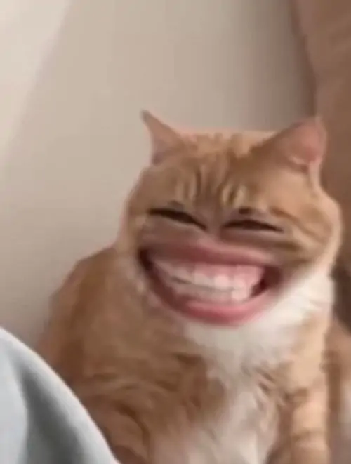 Full 315 Ảnh Meme Mèo Cười vui vẻ cười khoái chí với gương mặt hài khó đỡ