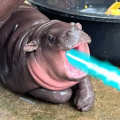 115 Ảnh Meme Hà Mã béo với cơ thể nặng nề trông như đang mặc kệ chuyện đời