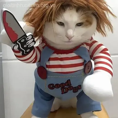 379 Ảnh Meme Mèo Vô Tri Bựa với gương mặt đờ đẫn ánh mắt vô hồn siêu lầy