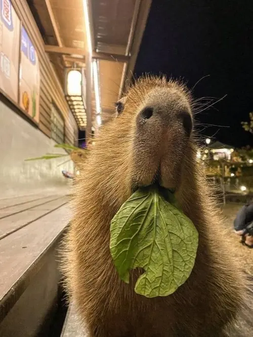 177 Ảnh Avatar Capybara Vô Tri Meme siêu hài hước gương mặt tỉnh bơ đầy thư giãn