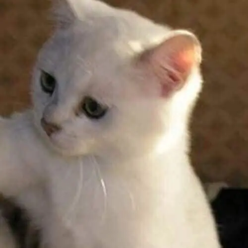 51 50