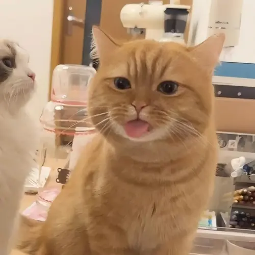 55 54