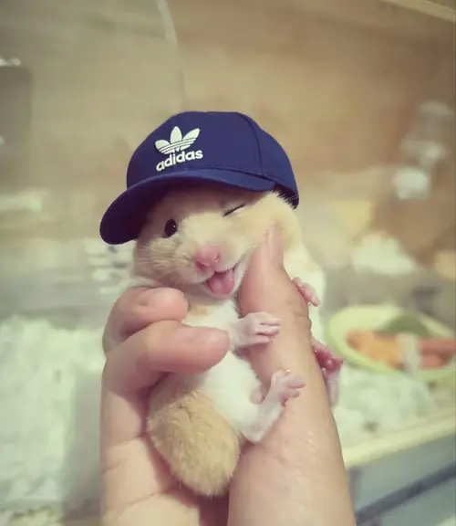 Tổng hợp 145 Ảnh Avatar Chuột Hamster Cute Đẹp má phúng phính và đôi mắt ngây thơ