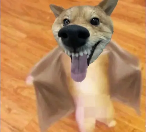 Tổng hợp 178 Ảnh Meme Chó Shiba Vô Tri với vẻ mặt cạn lời tạo cảm giác hài hước