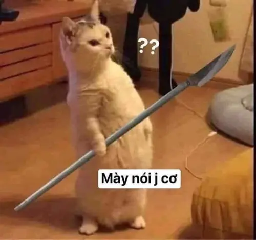 BST 157 Ảnh Avatar Mèo Ngáo Bựa với loạt biểu cảm đơ mặt, trợn mắt đầy khó đỡ